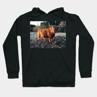 Scottish Highland Cattle Cow 2381 Hoodie